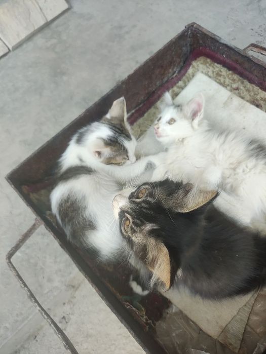 Котята в хорошие руки