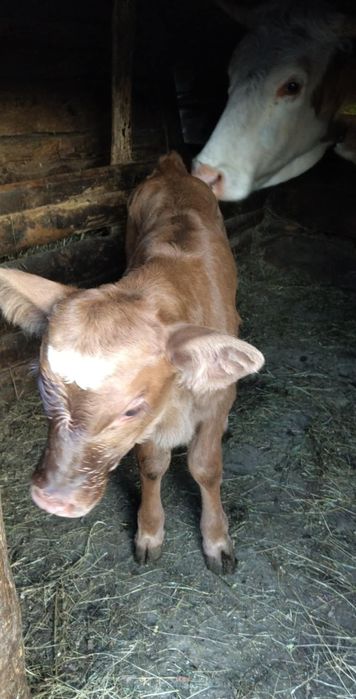 Vând vițelușe angus