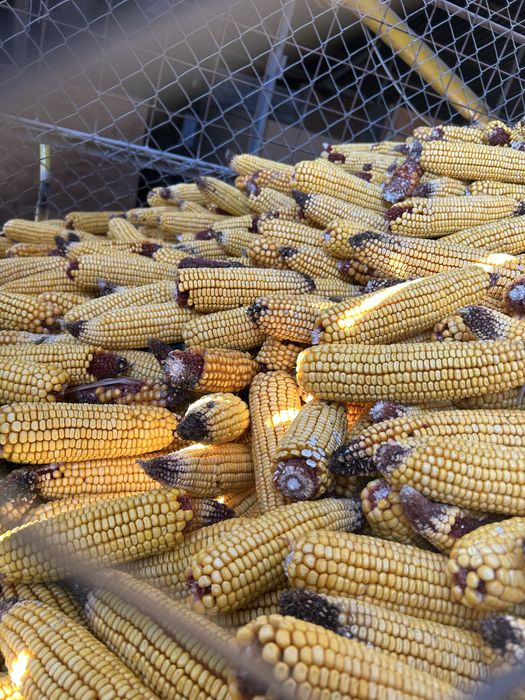 Vand porumb boabe 2025