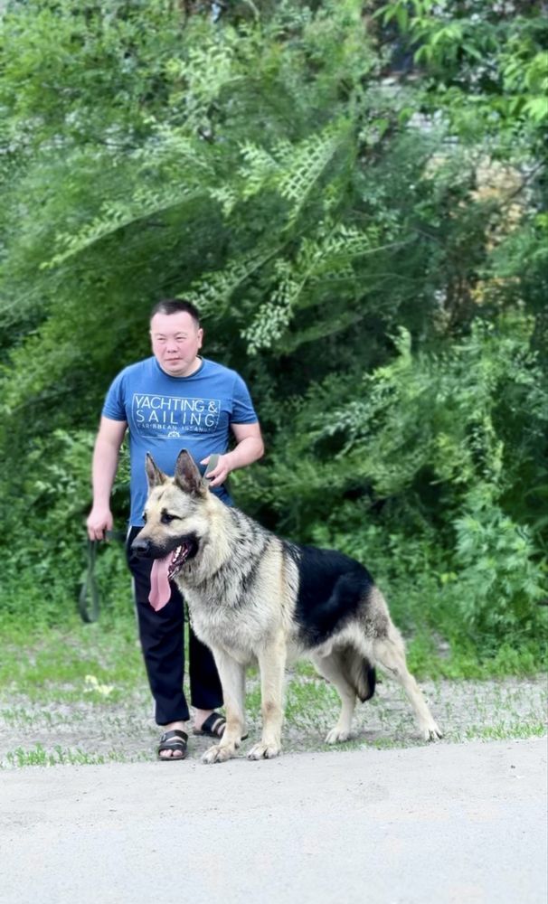 2 очень крупных подрощенных кобеля