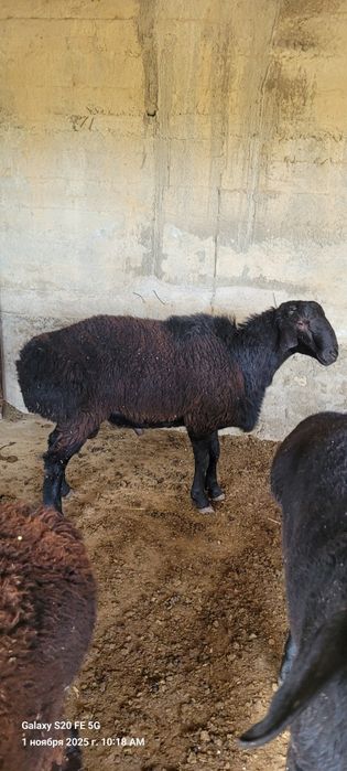 Qòchqorlar sotiladi