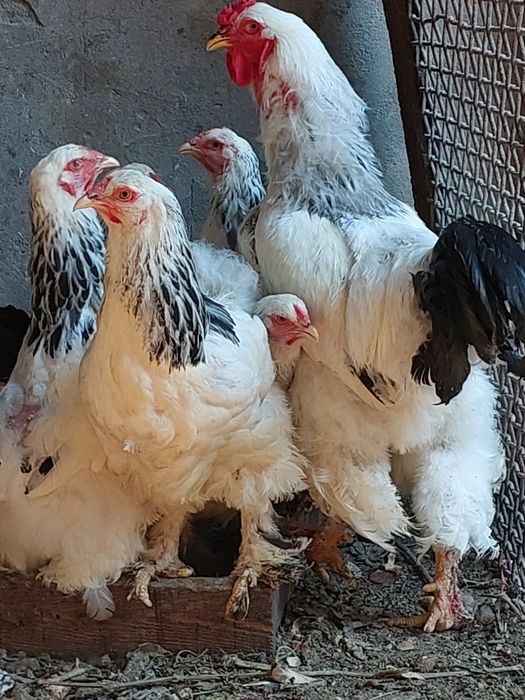 Семья брама белый 7курей 1 петух