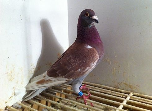 Porumbei voiajori masculi