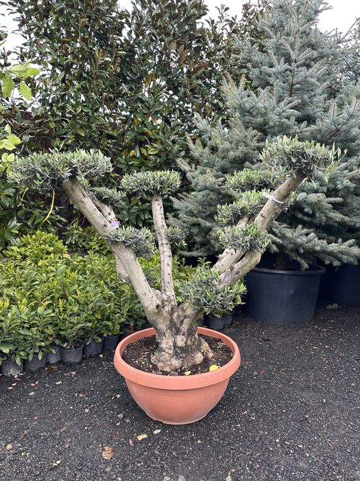 Tuia brazi palmieri cedru artari maslini bosai lamai spirale magnoli