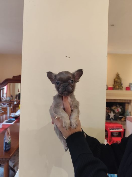 Bulldog Francez Fluffy  – pui rar, blană lungă, aspect deose