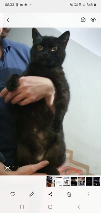 Кошечка чёрная  ухоженная, чистая ищет дом