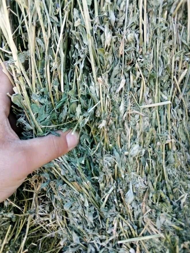 Ролонни бали люцерна