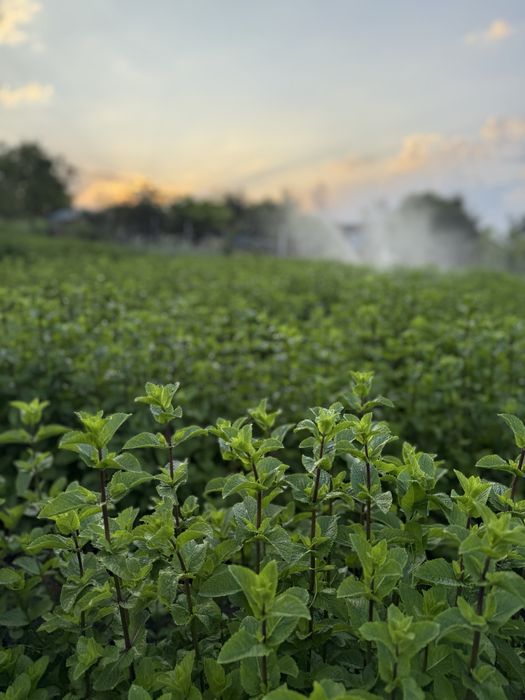 Menta olandeza in curs de certificare bio!