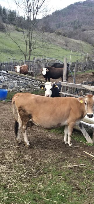 Млечни крави подбрани