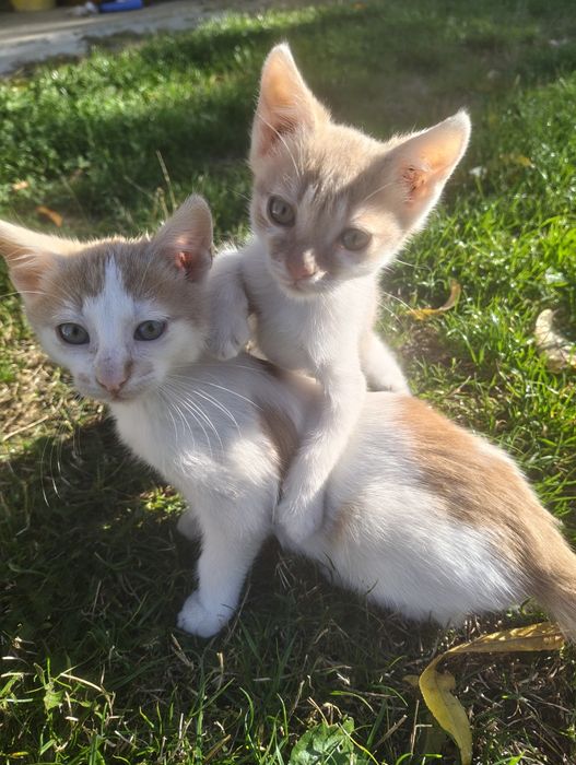 Adopție pisoi  jucăuși