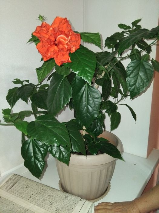 Продам китайскую розу или гибискус