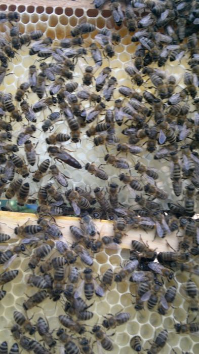 Vind Familii de albine Carpatine