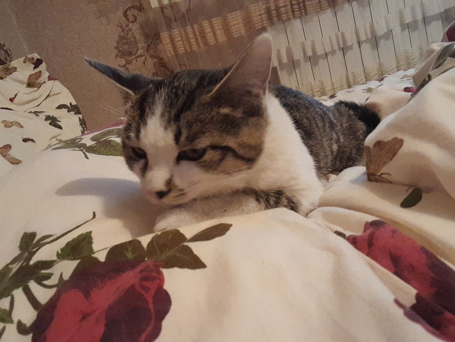 Отдам Бесплатно Кошку 5 месяцев