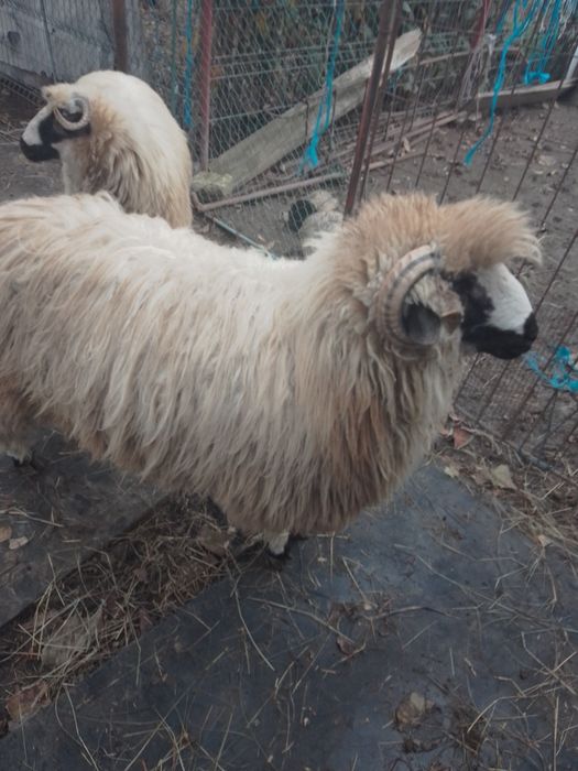 Vind berbec de 10 luni