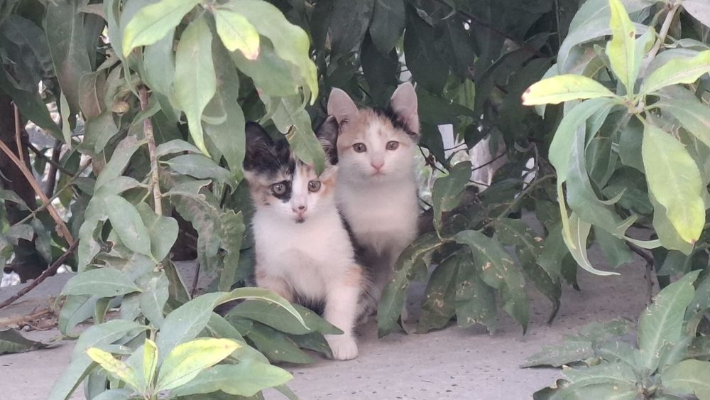 Отдаём котят в добрые руки