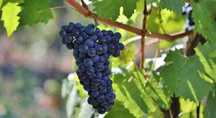 Struguri pentru vin