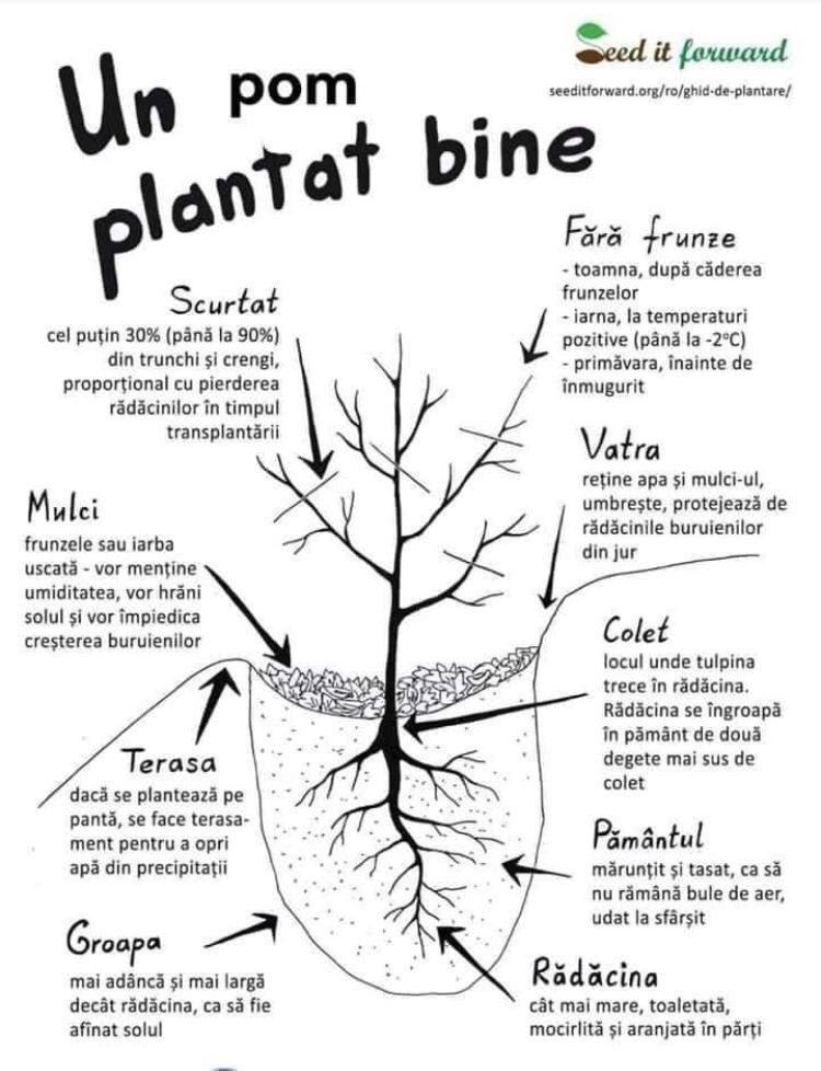 Pomi Fructiferi Columnari și Pitici Anul 3 de Vegetație