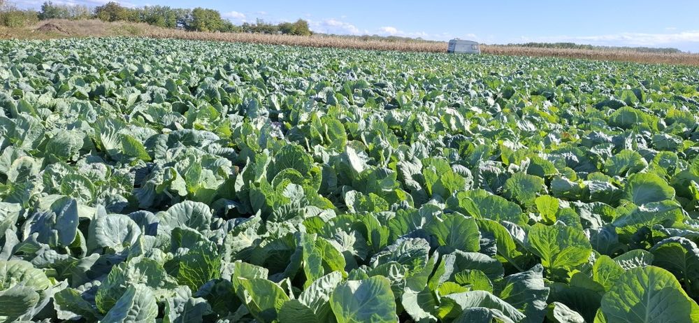 Varza si Ceapa angro!