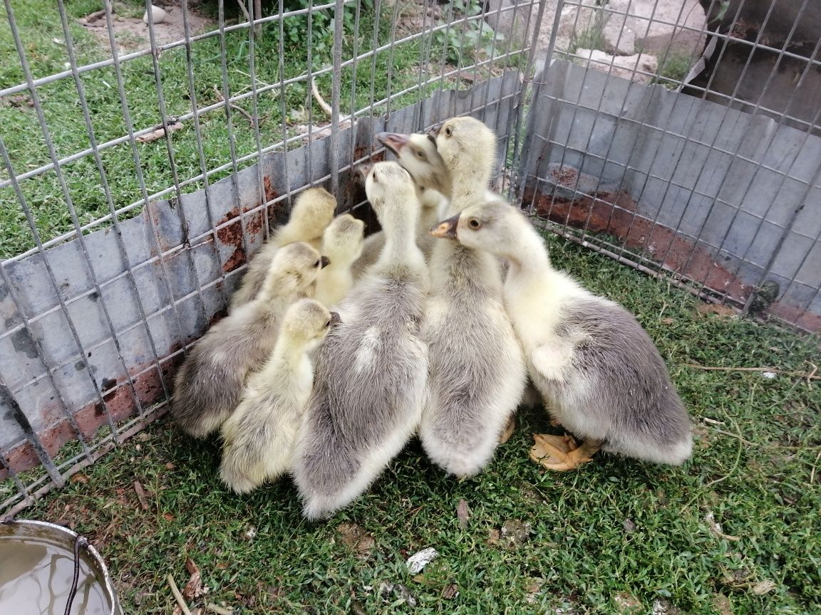 Boboci de gașca 10 bucăți