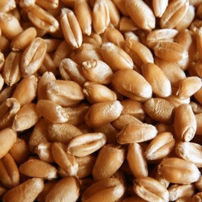 De vanzare porumb 800 to 1,2 kg