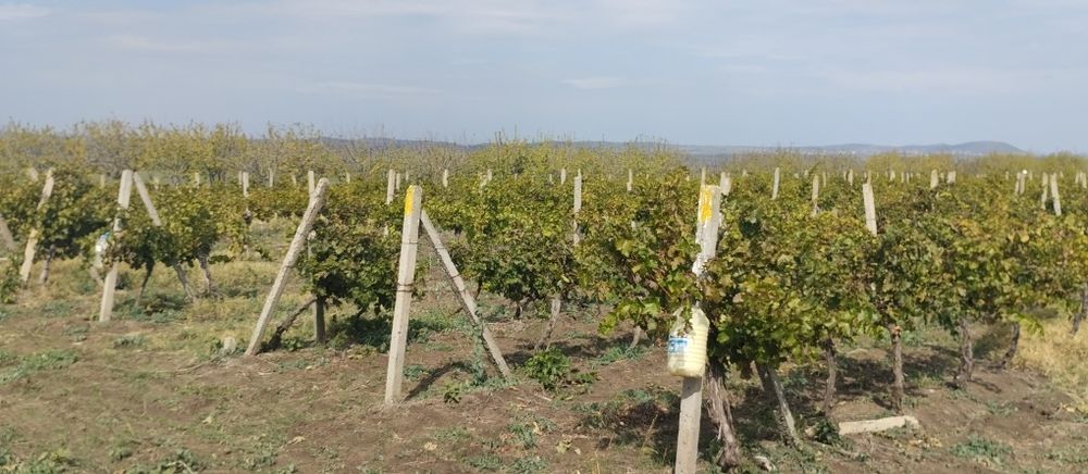 Продавам лозе сорт Каберне гр.Поморие