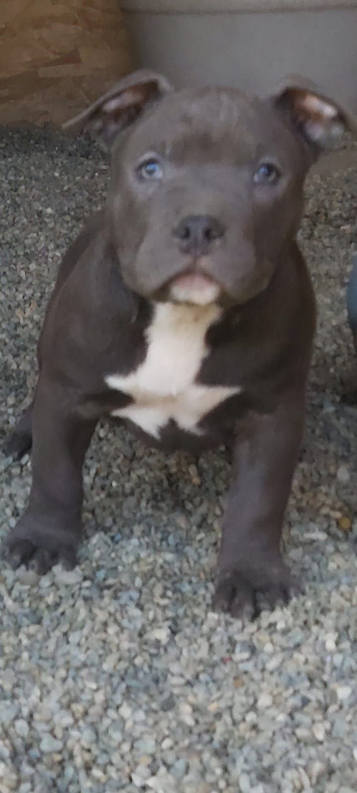 American Bully Pocket