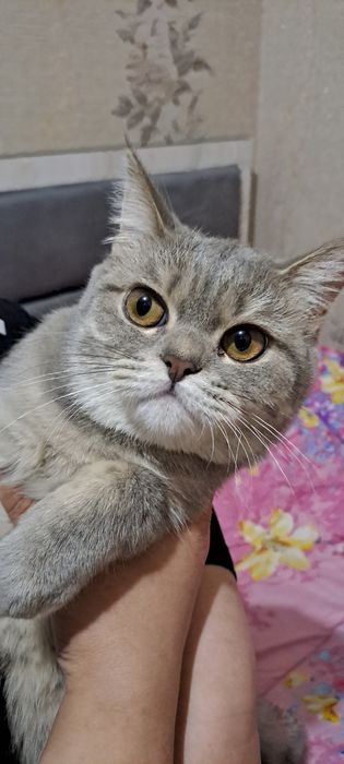 Мушук зотли Британский скотч страйт