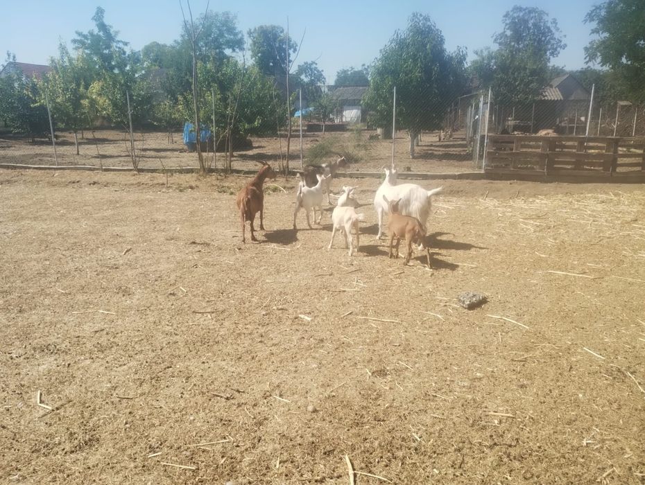 Vând capre și iezi