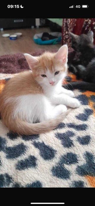 Ищем любящих хозяев