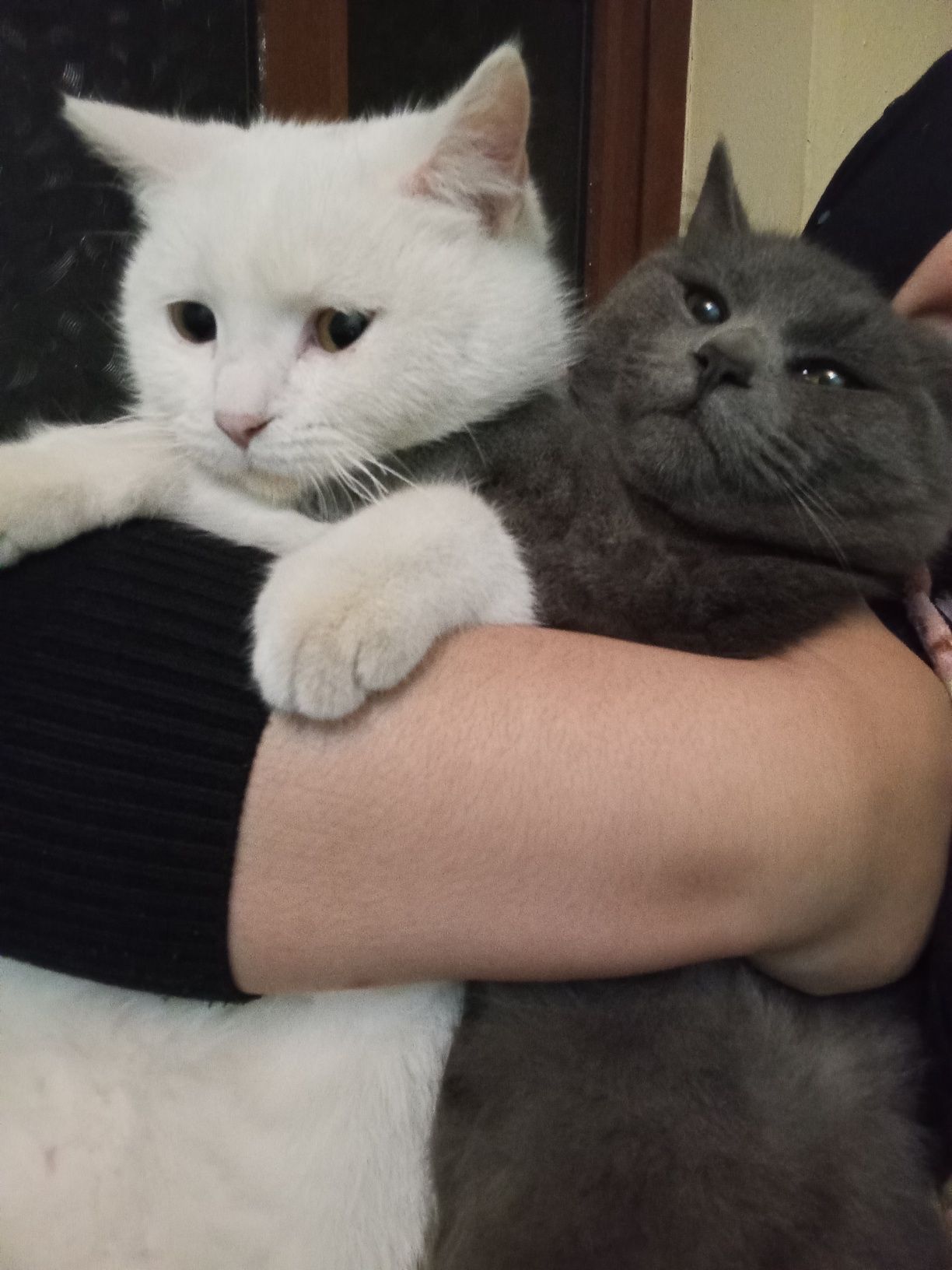 Zoti toza juda aqili