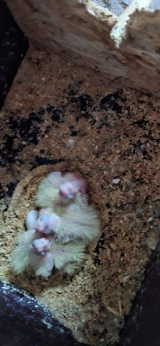 Vând papagali nimfa