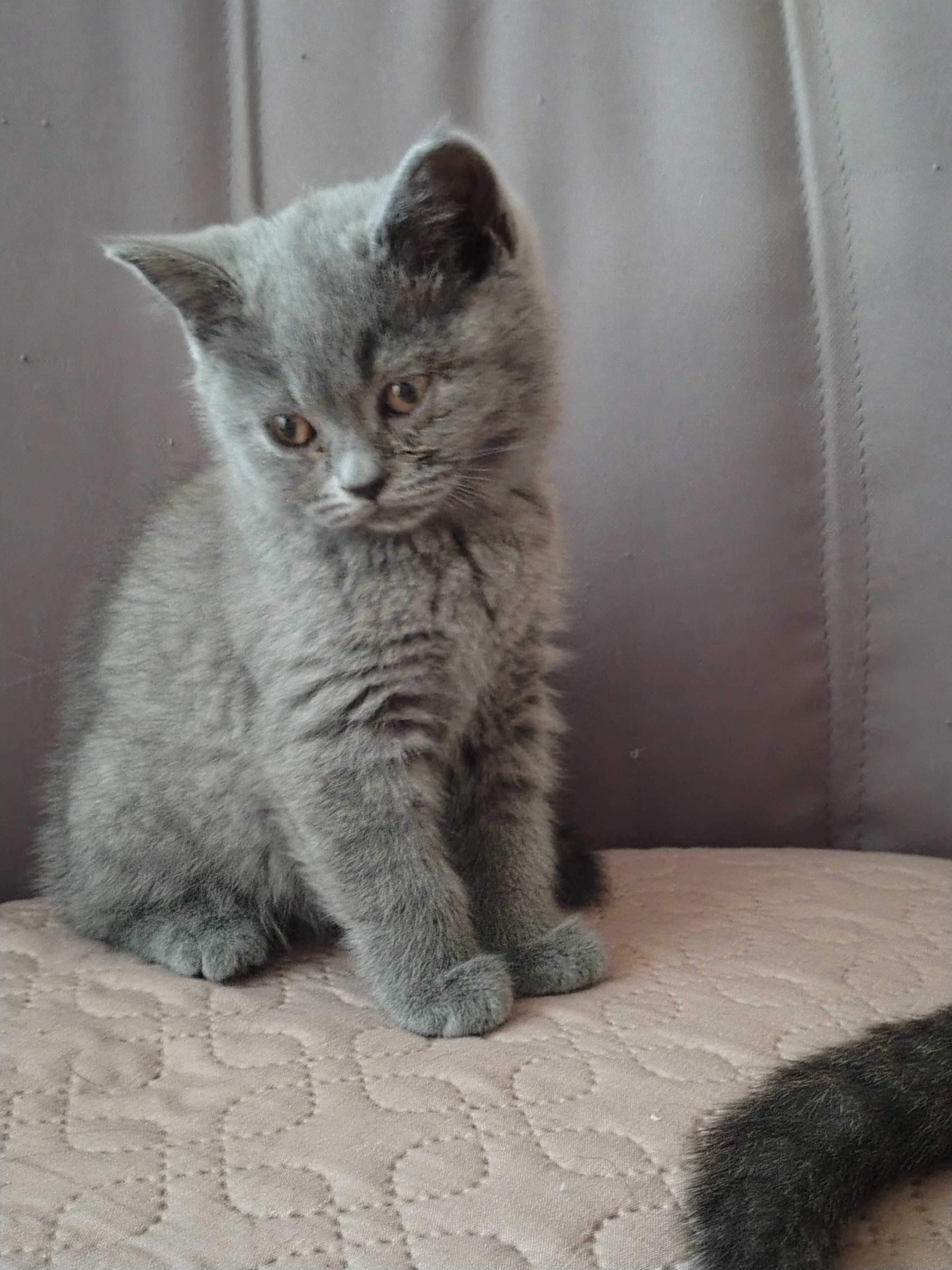 Британски късокосмести котета