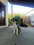 Lectii de dresaj canin
