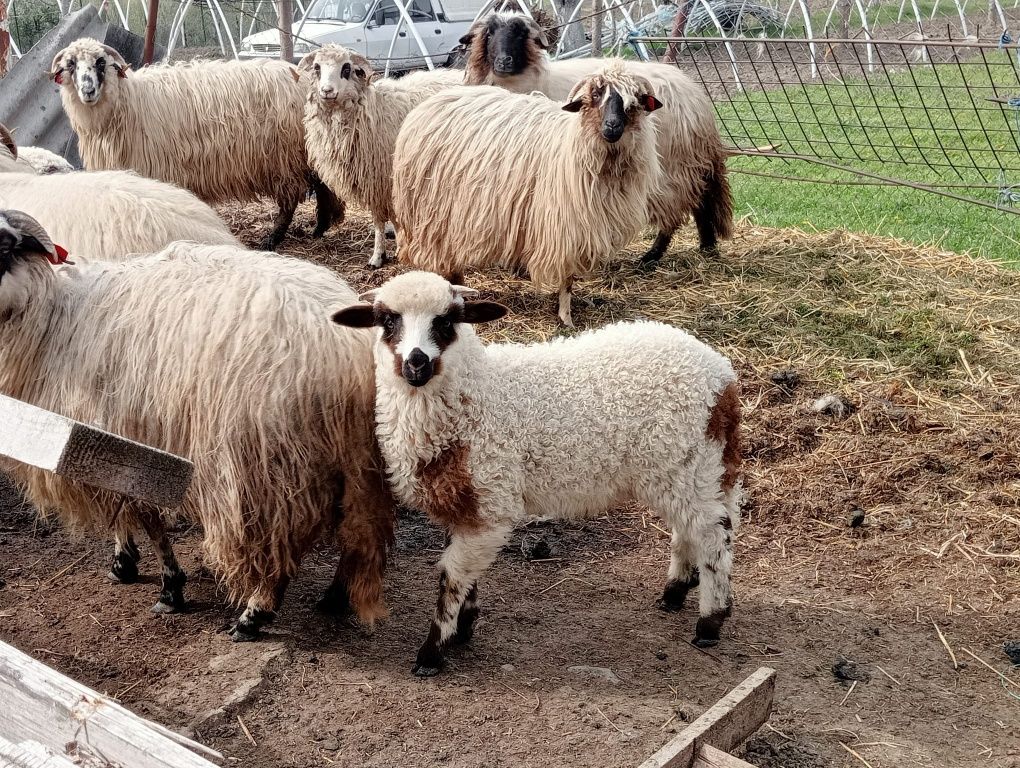 Vând miei și berbecuți