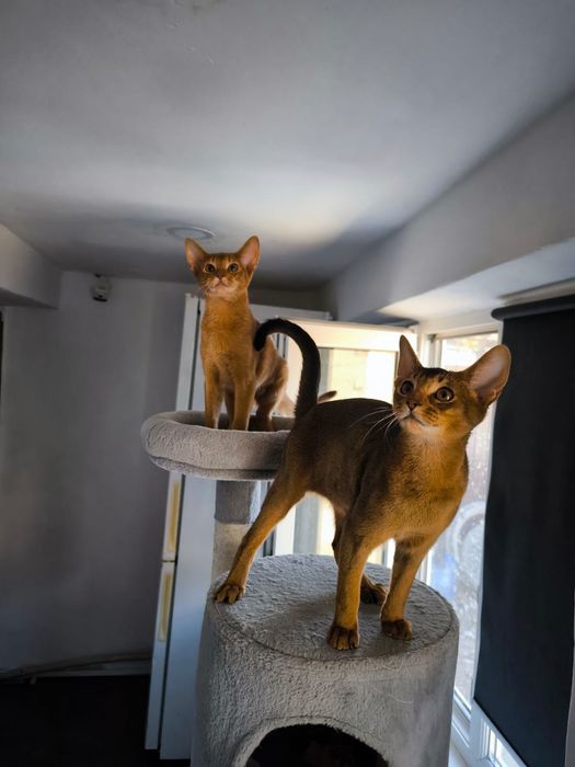 Кошки абиссинские