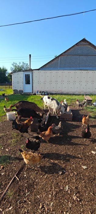 Продам дойную козу и молодую козлушку