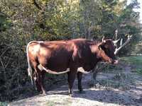Крава за 2-ро теле бременна на 8 мия месец. Продавам и телета