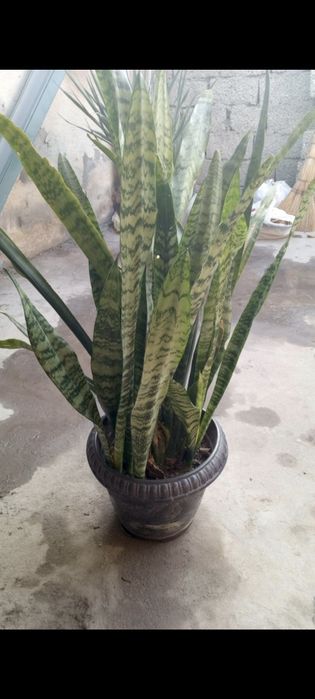 Домашние комнатные растения