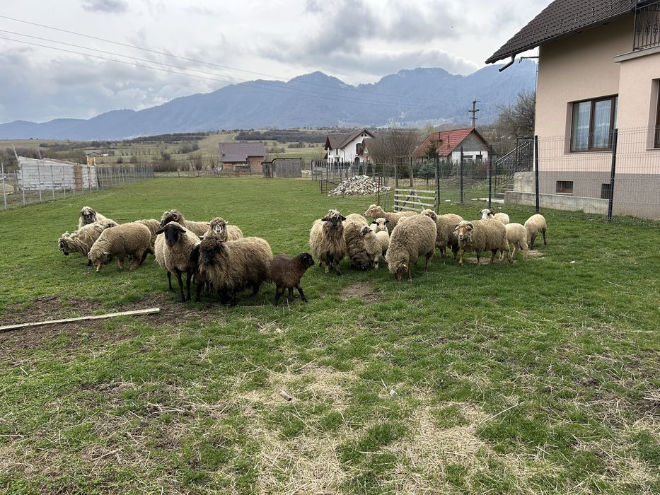 Vand oii si miei de anul asta