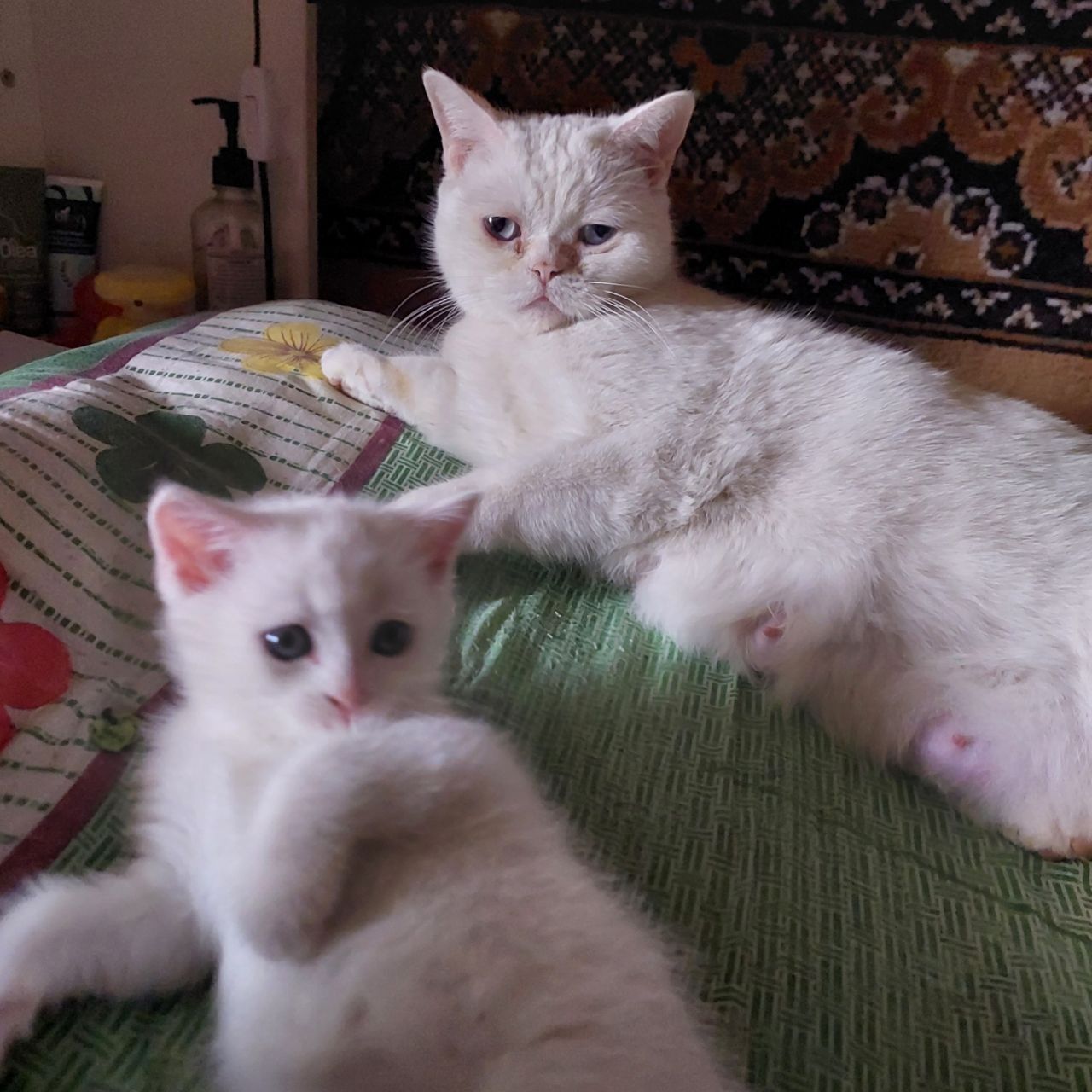 Котята скотиш страйт