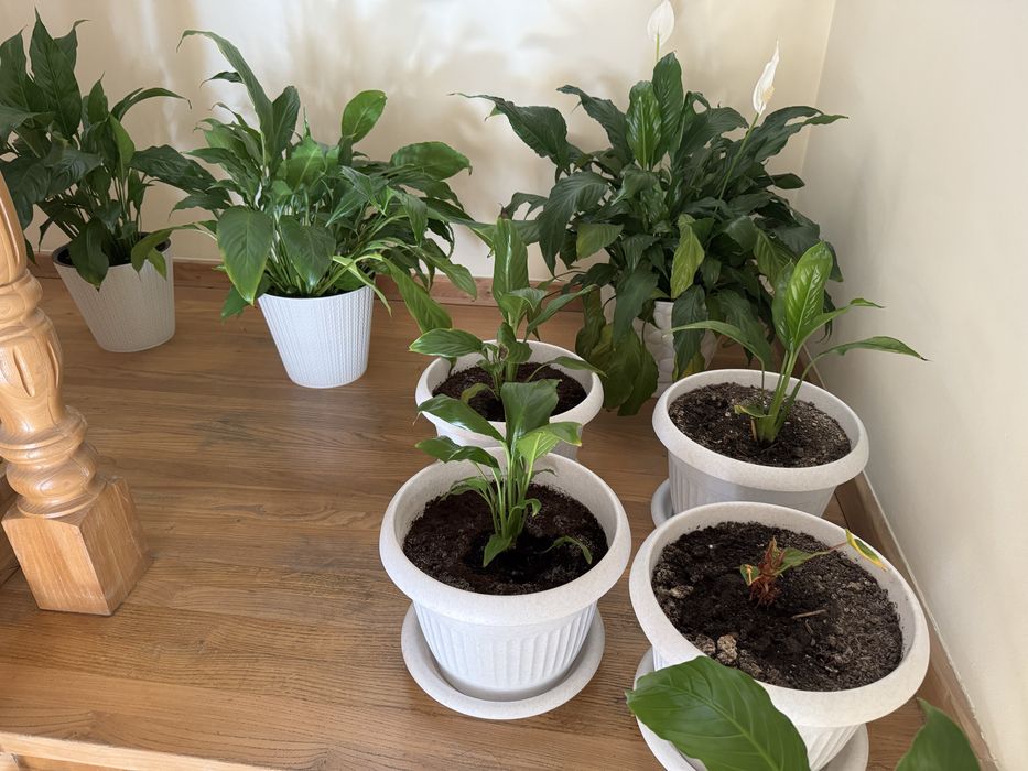 Комнатные растения - женское счастье от 1000 до 3000