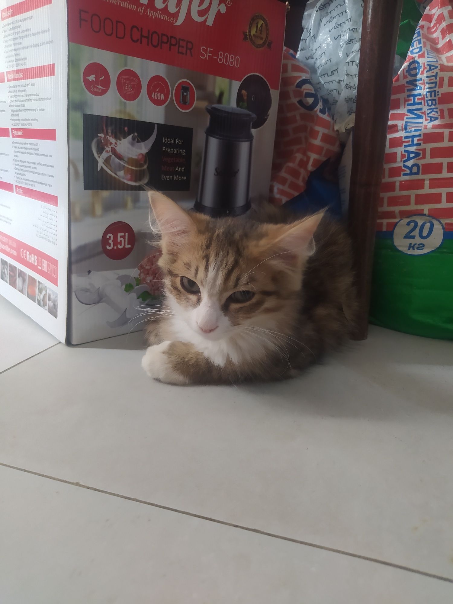 Отдам даром  котенка
