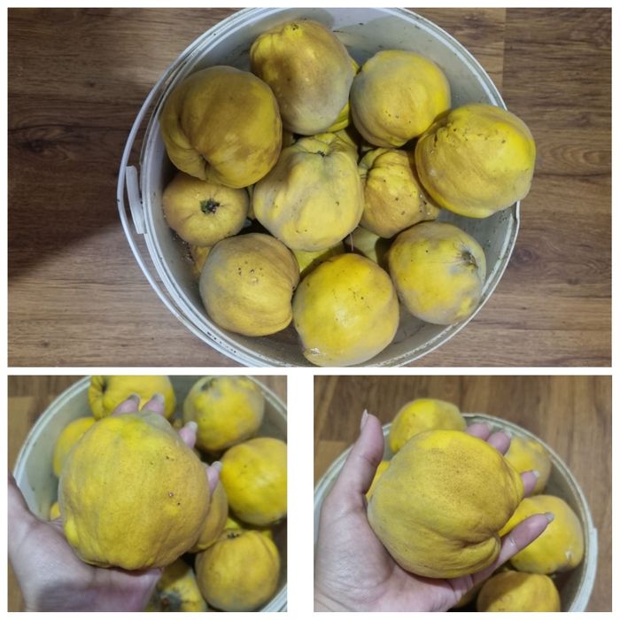 Продам айву дачную