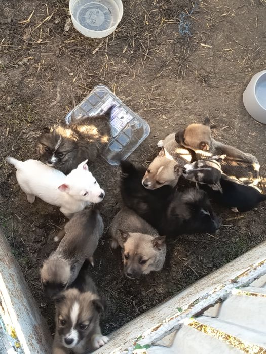 Donez cățeluși talie mică