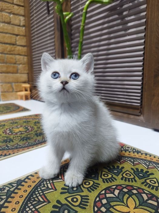 Скотиш страйт мальчик