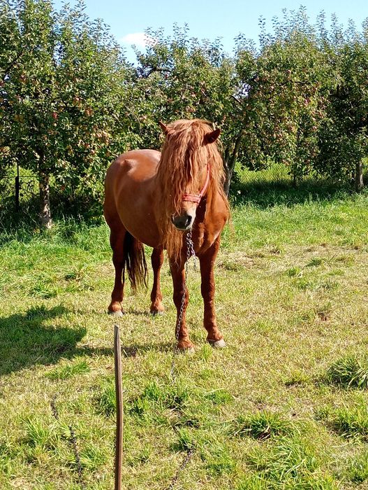 Cal de vanzare,preț negociabil