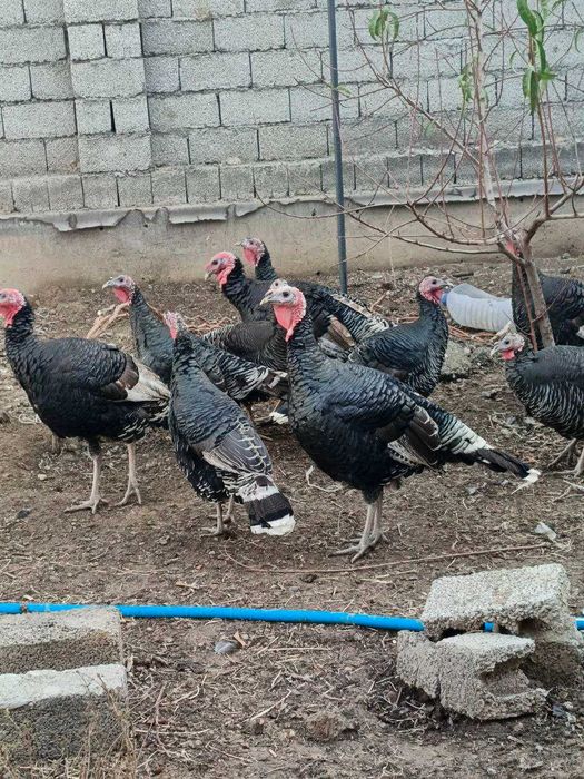 Эрта бахорги куркалар бор. живой вес 80 мингдан. 3 дона эркак 7 ургочи