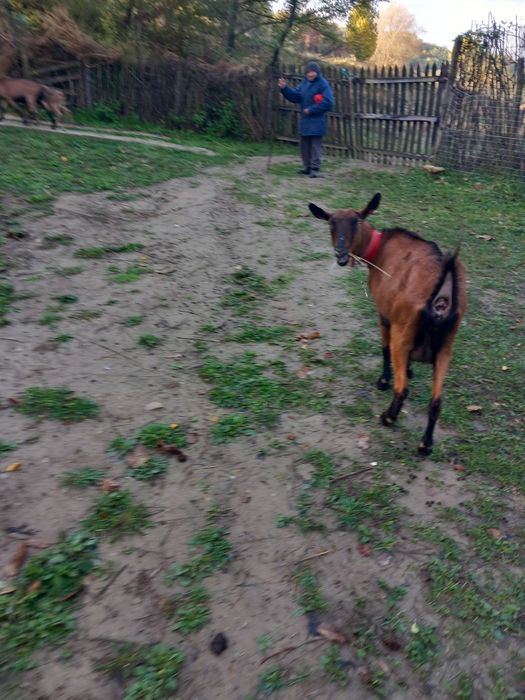 Vand sau schimb capre  cu vacă