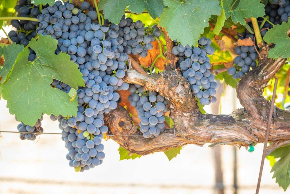 Merlot - Struguri de Vin - Merlot sau Feteasca - De La PRODUCATOR