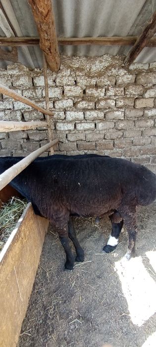 Qo’chqorlar sotiladi